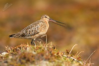 Brehous rudy - Limosa lapponica - Bar-tailed Godwit 5642